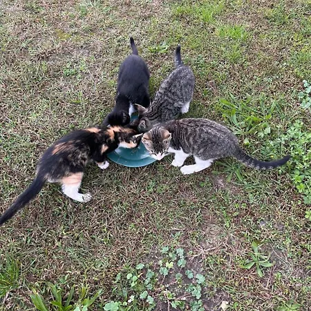 Apartment Am By Interhome Schwielochsee