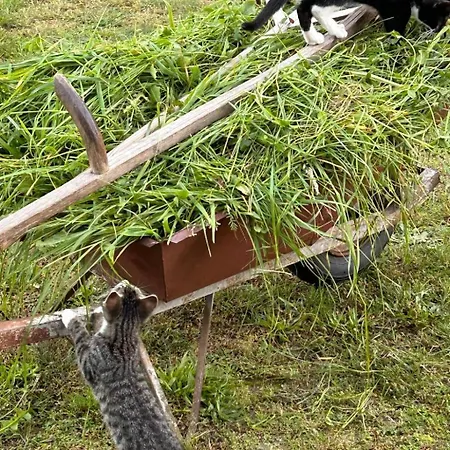 Apartment Am By Interhome Schwielochsee