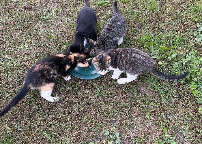 Apartment Am By Interhome Schwielochsee